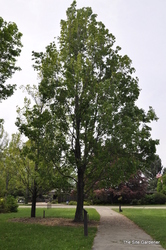 Acer freemanii 'Armstrong' — photo 4